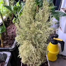 Cây cảnh sen đá gốc cao lá xanh đốm trắng trang trí nội thất