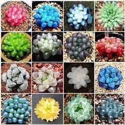 20 Hạt giống Sen đá Kim cương (tặng gói Kích nẩy mầm và Hướng dẫn) 63