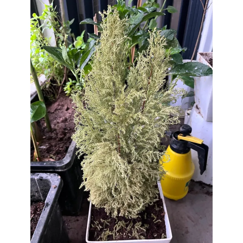 Cây cảnh sen đá gốc cao lá xanh đốm trắng trang trí nội thất 3723