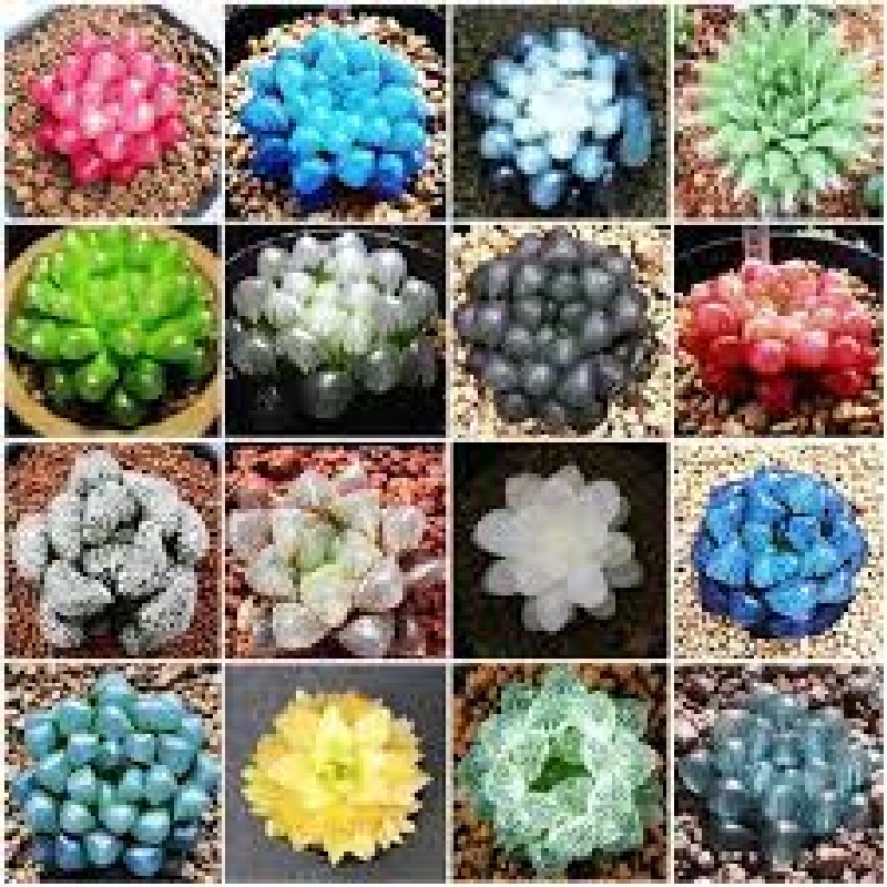 20 Hạt giống Sen đá Kim cương (tặng gói Kích nẩy mầm và Hướng dẫn) 63