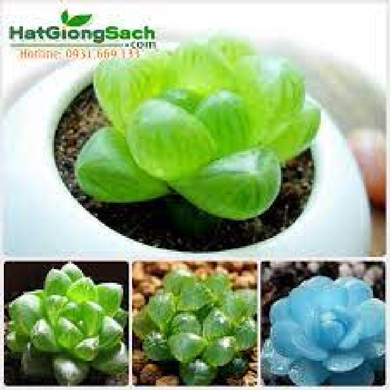 20 Hạt giống Sen đá Kim cương (tặng gói Kích nẩy mầm và Hướng dẫn) 63